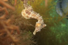 Hippocampus breviceps