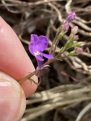 Lobelia aurita