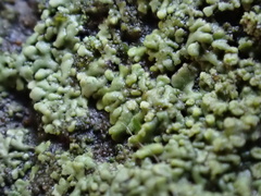 Hyperphyscia adglutinata