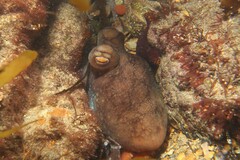 Macroctopus maorum