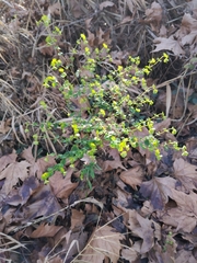 Helioscopia