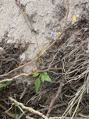 Lobelia aurita