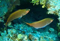 Cirrhilabrus punctatus