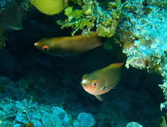 Cirrhilabrus punctatus