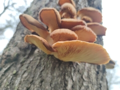 Fungi