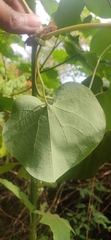 Aristolochia ringens