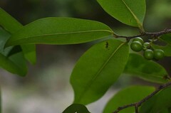 Huberantha nitidissima
