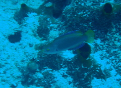 Cirrhilabrus punctatus