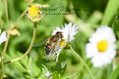 Eristalis similis