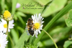 Eristalis similis
