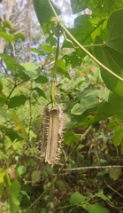 Aristolochia ringens