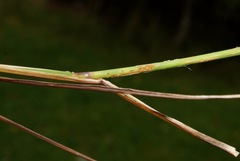 Agrostis perennans