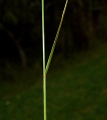 Agrostis perennans