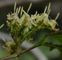 Aidia racemosa