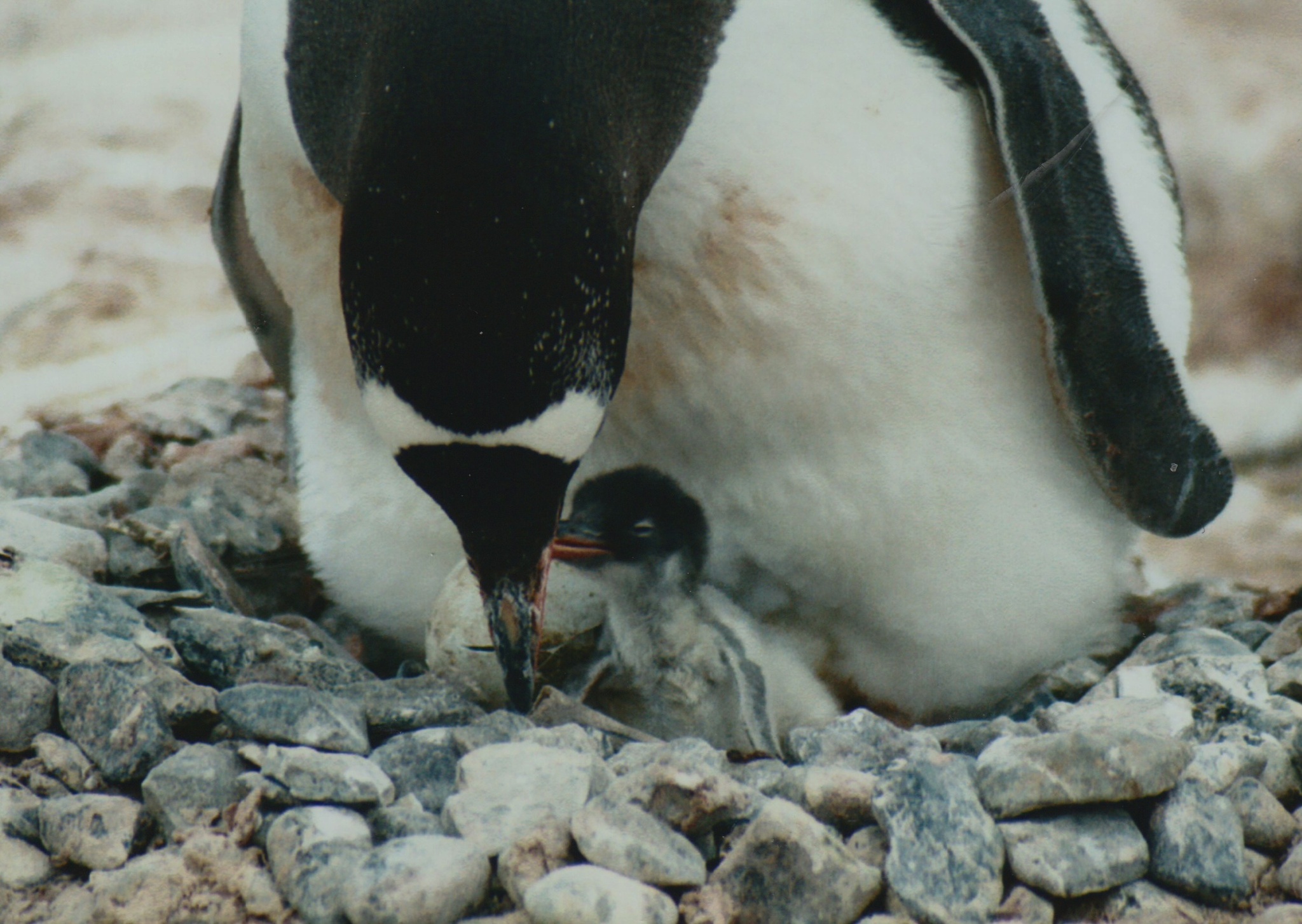 Gentoo Penguin (Pygoscelis papua)