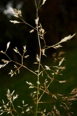 Agrostis perennans