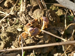 Chasmagnathus convexus