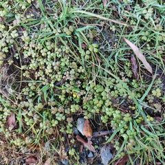 Hydrocotyle sulcata