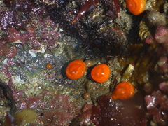 Balanophyllia elegans