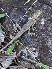 Diporiphora australis