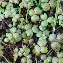Hydrocotyle sulcata