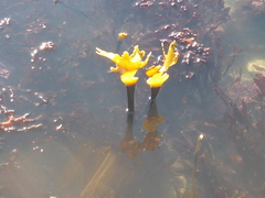 Laminaria setchellii