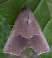 Goniophila niphosticha
