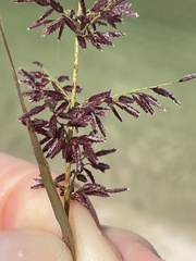 Eragrostis amabilis
