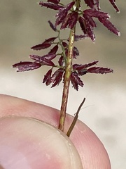 Eragrostis amabilis