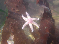 Leptasterias hexactis