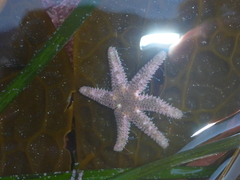 Leptasterias hexactis