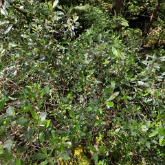 Olearia avicenniifolia