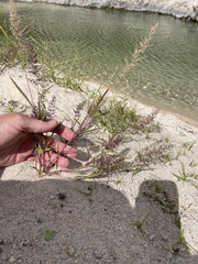 Eragrostis amabilis
