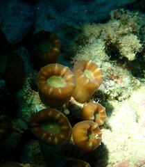 Caulastraea furcata