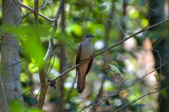 Cacomantis sonneratii