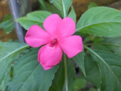 Impatiens walleriana