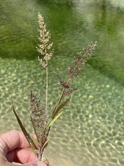 Eragrostis amabilis