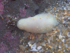 Cadlina modesta