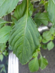 Impatiens walleriana