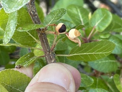 Bursera rupicola