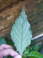Impatiens walleriana