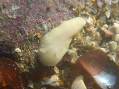 Cadlina modesta