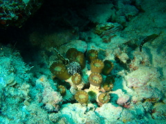Caulastraea furcata