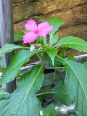 Impatiens walleriana