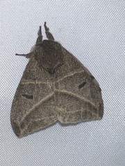 Austrolippa cruenta
