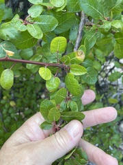 Bursera rupicola