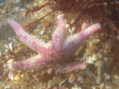 Leptasterias hexactis