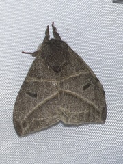 Austrolippa cruenta