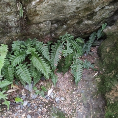 Cranfillia deltoides