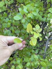 Bursera rupicola